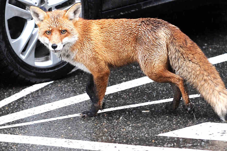 Ein Fuchs musste nach einem Unfall seine Beute zurücklassen.