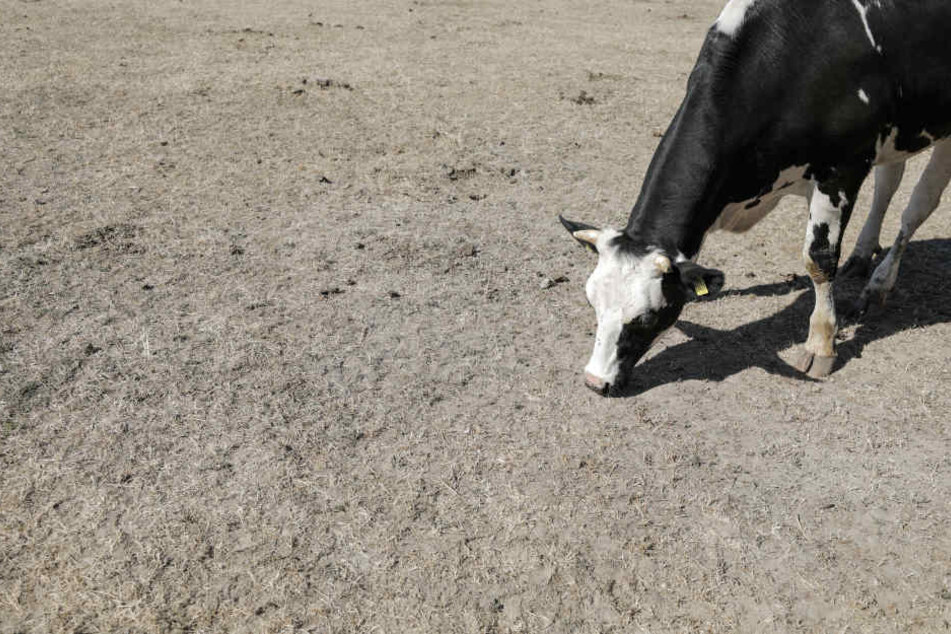 Unter der aktuellen Trockenheit leiden auch Kühe, die auf den Weiden kein Futter mehr finden.