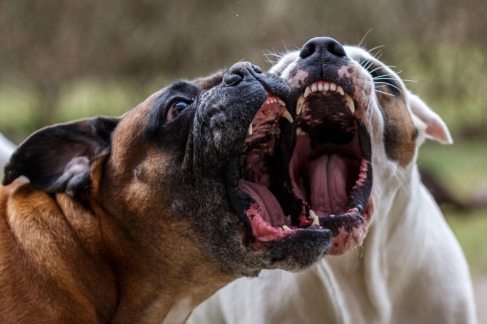 Vier Hunde griffen die Frau und ihren eigenen Hund an. (Symbolbild)