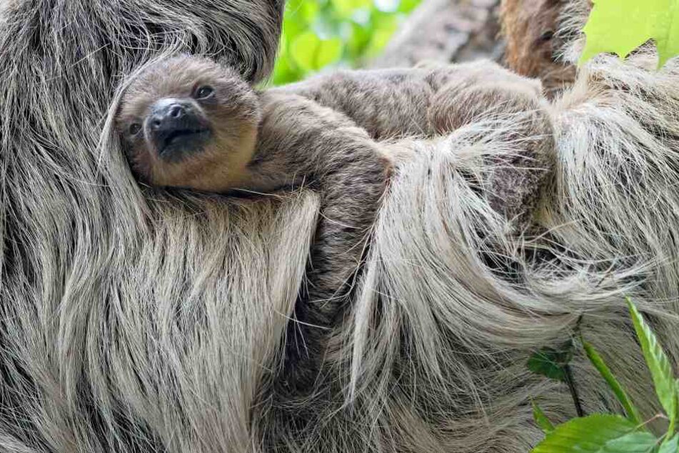 Die Faultiere im Zoo Hellabrunn haben ein Baby bekommen.