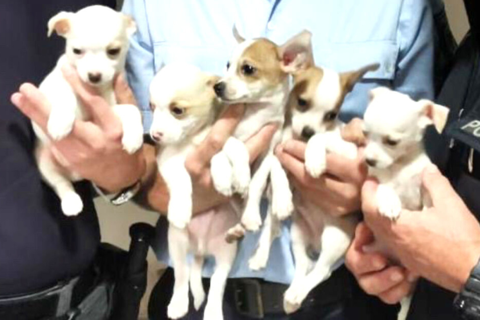 Oh wie niedlich! Diese fünf Jungwelpen aus Ungarn wurde in eine Tierklinik übergeben.