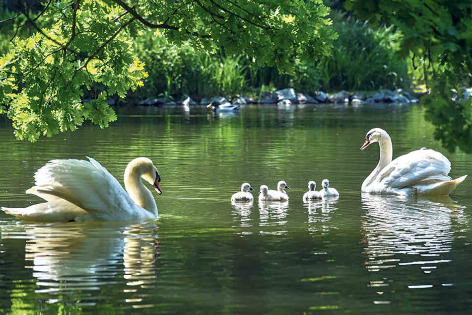 Traumhaftes Fotomotiv und wirklich schöner Anblick: Die Schwanenfamilie vom Carolasee im Großen Garten auf ihrem ersten Ausflug.