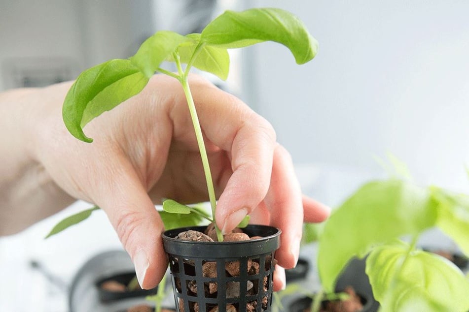 "Urban Gardening" ist der neue Trend auf dem Sonnenberg.