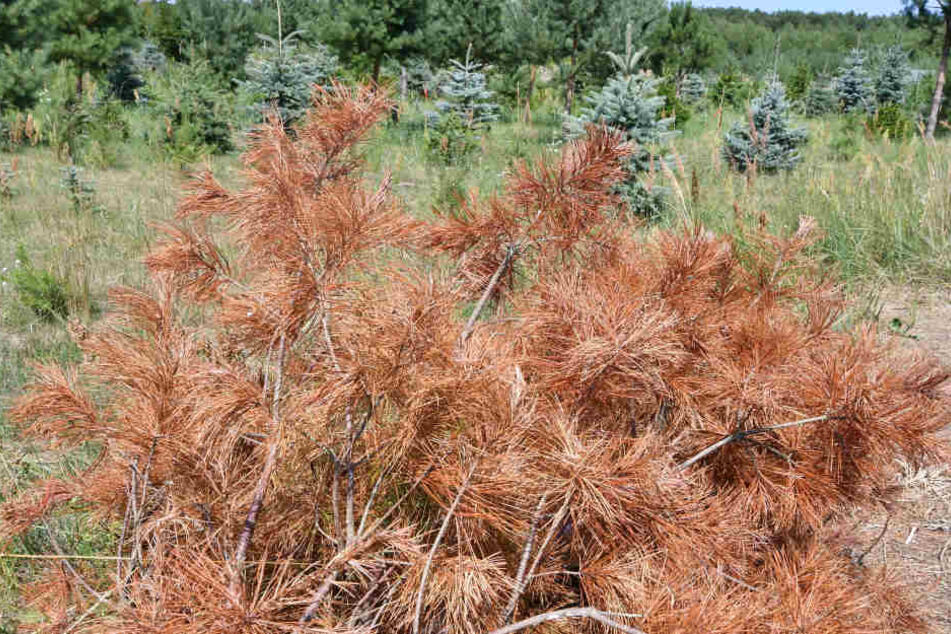 Eine gefällte vertrocknete Kiefer liegt am Rande der Weihnachtsbaumplantage.
