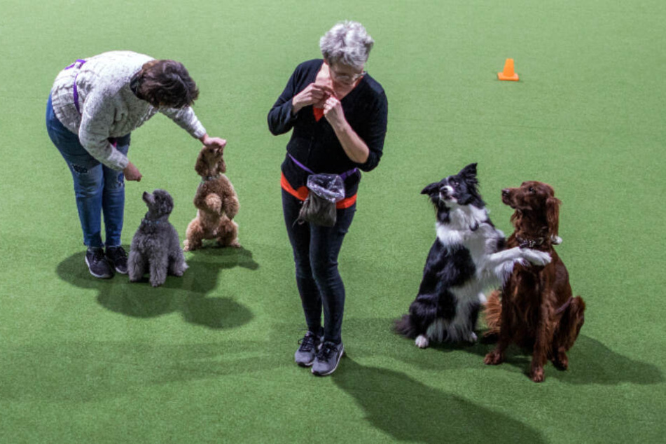 Silke Witt (links) mit ihren Pudel-Rüden Kaspar und Rigoletto sowie Claudia Eggers mit Bordercollie Kesh und der braunen Irish-Setter-Hündin Stella trainieren in die Indoor-Trainingshalle für Hundesportler für den nächsten Auftritt in Dogdance.