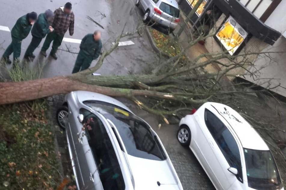 In Stuttgart-Möhringen beschädigte ein umgestürzter Baum zwei Autos.