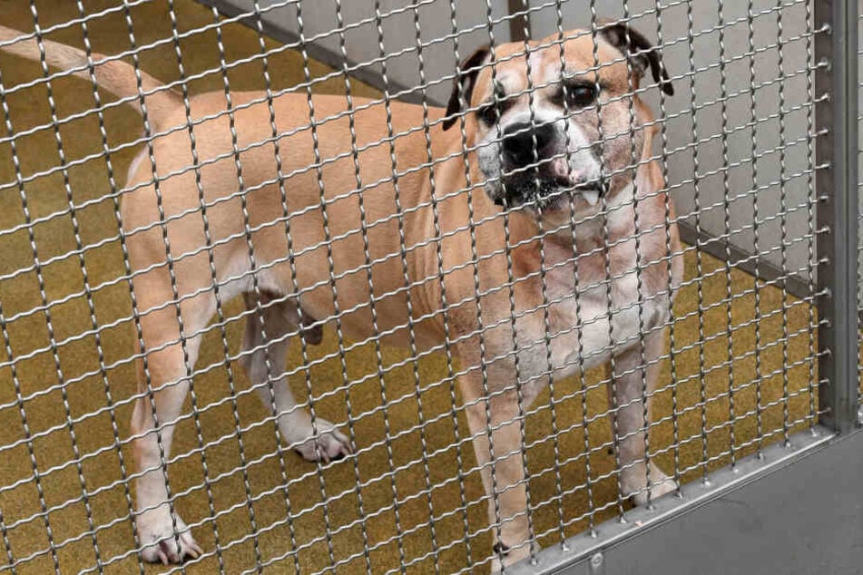 Hannover 2018: Der Staffordshire-Terrier-Mischling "Chico" steht in einem Gehege im Tierheim. Nach der tödlichen Attacke auf zwei Menschen wurde der Hund eingeschläfert.