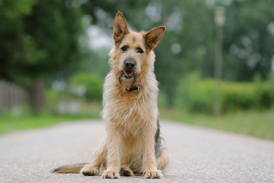 2019 tollt Hund Racko durch das Erste.