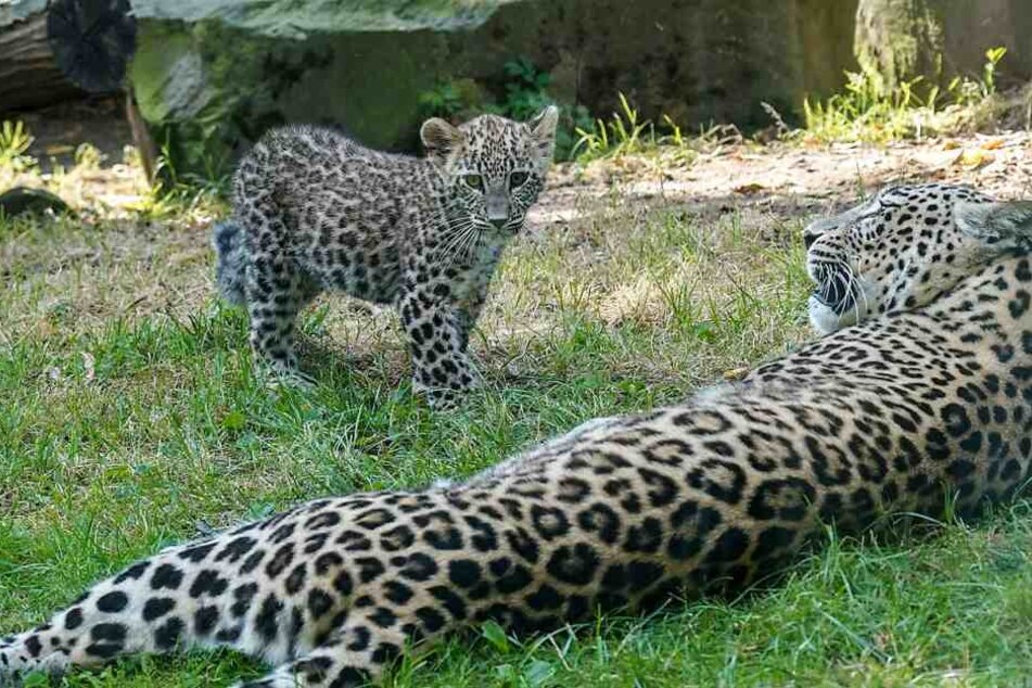 Die Persischen Leoparden sind in freier Natur fast ausgestorben.