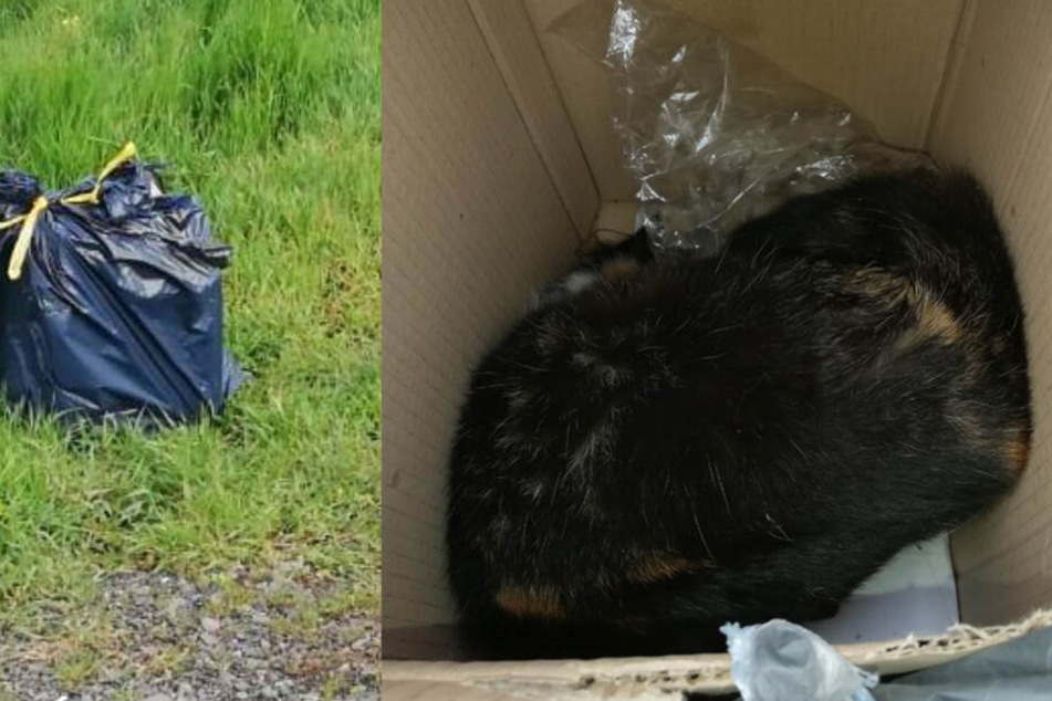 Die Katze steckte mit einer Tüte über dem Kopf in einem Karton, der mit ihrem Blut verschmiert war.