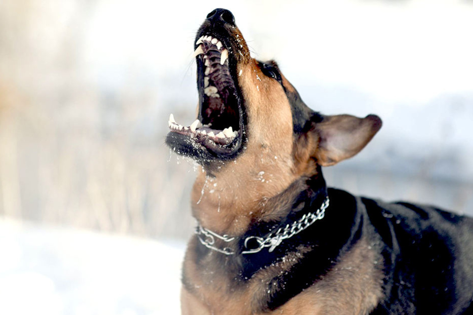 Gefährliches Sodbrennen! So hilfst Du Deinem Hund TAG24