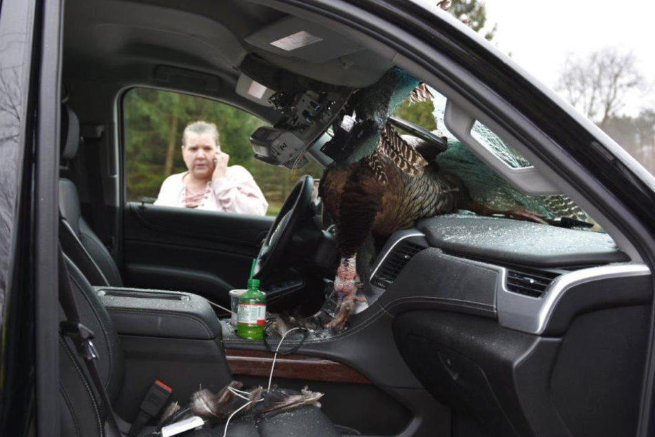 Im US-Bundesstaat Indiana krachte ein Truthahn durch die Frontscheibe eines Autos.