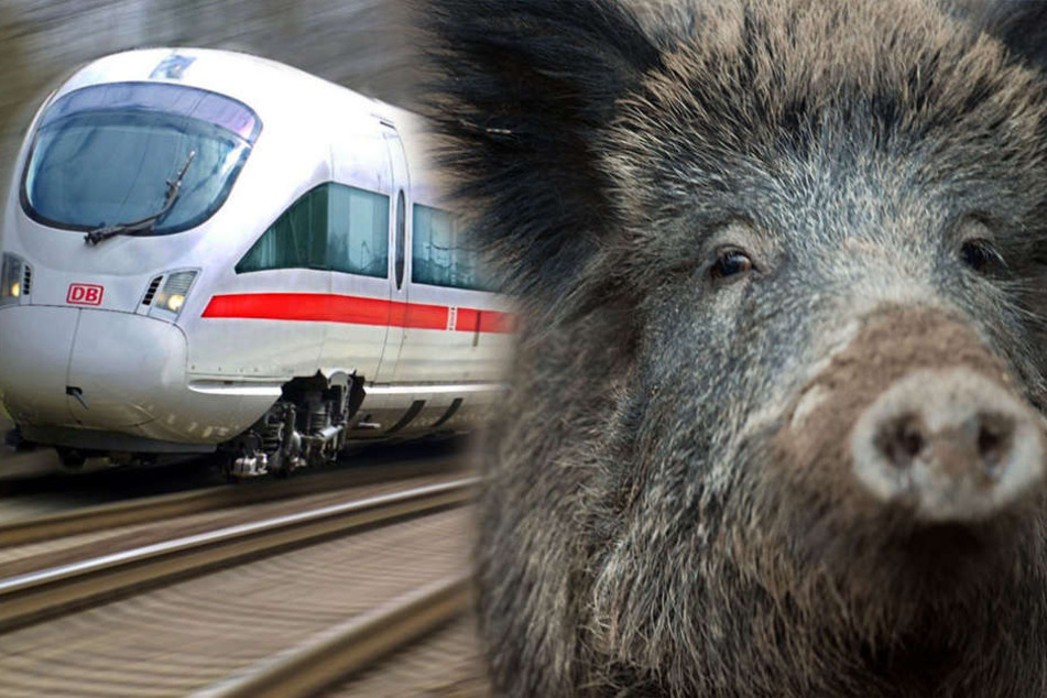Vor Luckenwalde erwischte ein ICE ein Wildschwein und musste eine knappe Stunde stoppen.