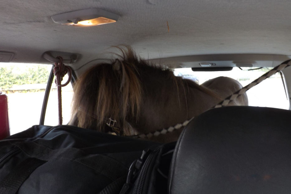 Nur mit einem Seil sicherte der Fahrer des Wagens das kleine Shetlandpony.
