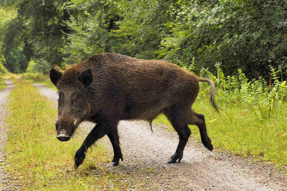 Ein ausgewachsenes Wildschwein kann bis zu 200 kg wiegen. (Symbolbild)