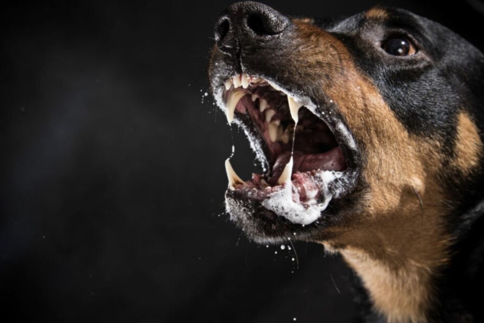 Der Hund war an einer langen Leine vor einem Geschäft angebunden. (Symbolbild)