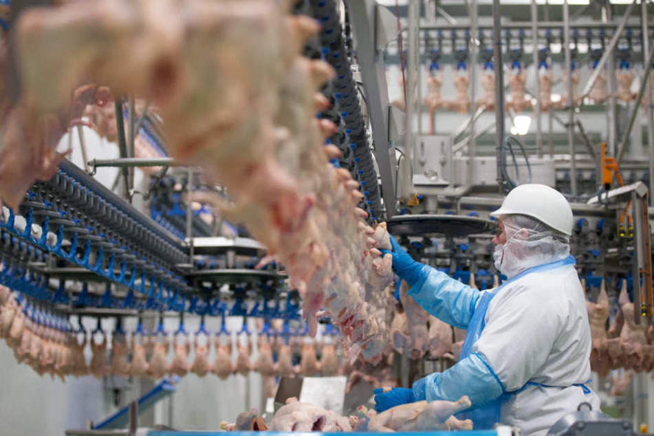 Geflügelfleisch wird verarbeitet. (Symbolbild)