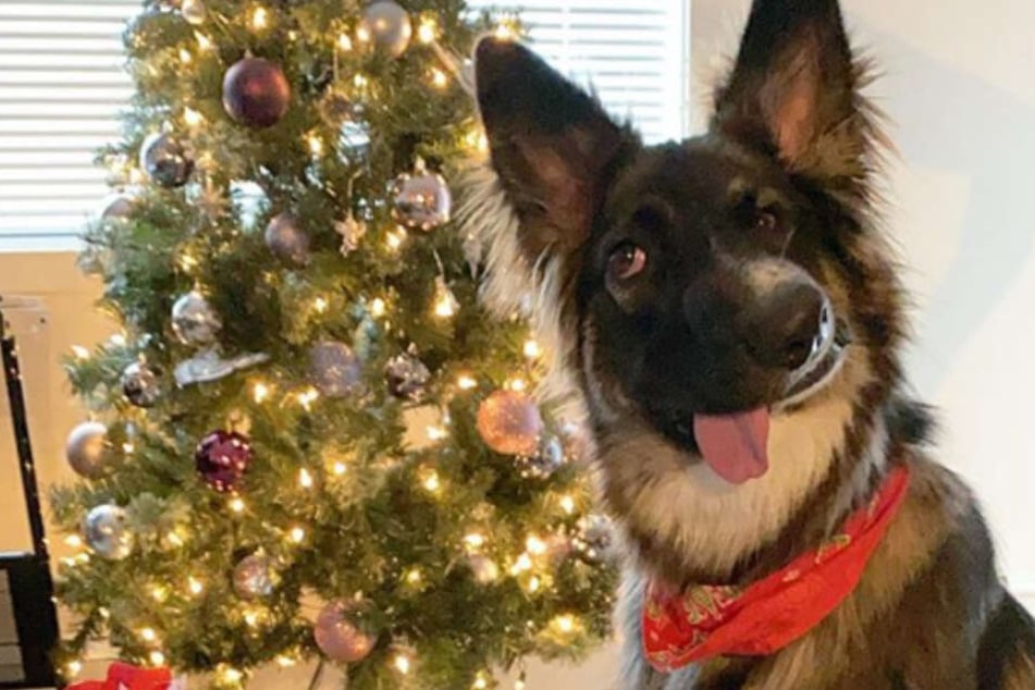 Brodie vor dem Weihnachtsbaum. Die begeisterten Follower quittierten es mit knapp 17.000 Likes.