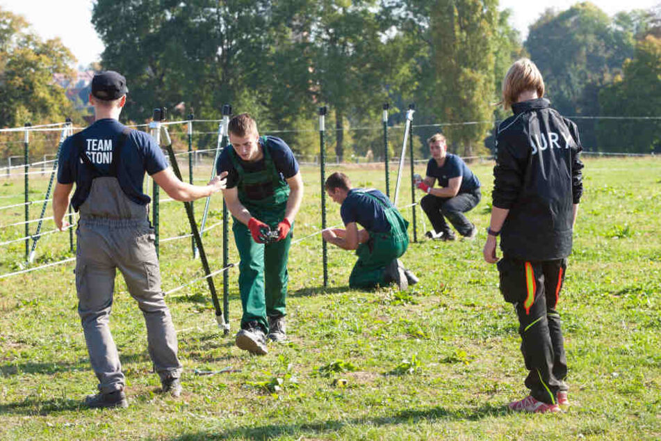 So geht Weidezaun: Das estnische Team ist fast fertig, die strammen Jungs ziehen gerade den Elektrodraht um die Streben.
