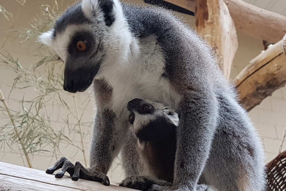 Mama Sugu mit ihren Nachwuchs.
