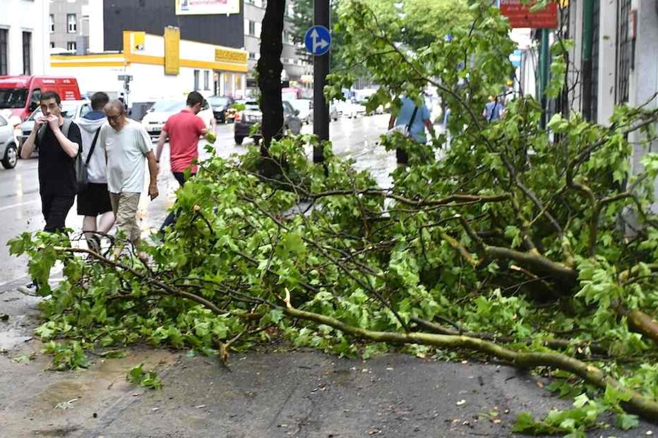 Urplötzlich kann auch bei einem gesunden und sattgrünen Baum ein Ast abbrechen. (Symbolbild)