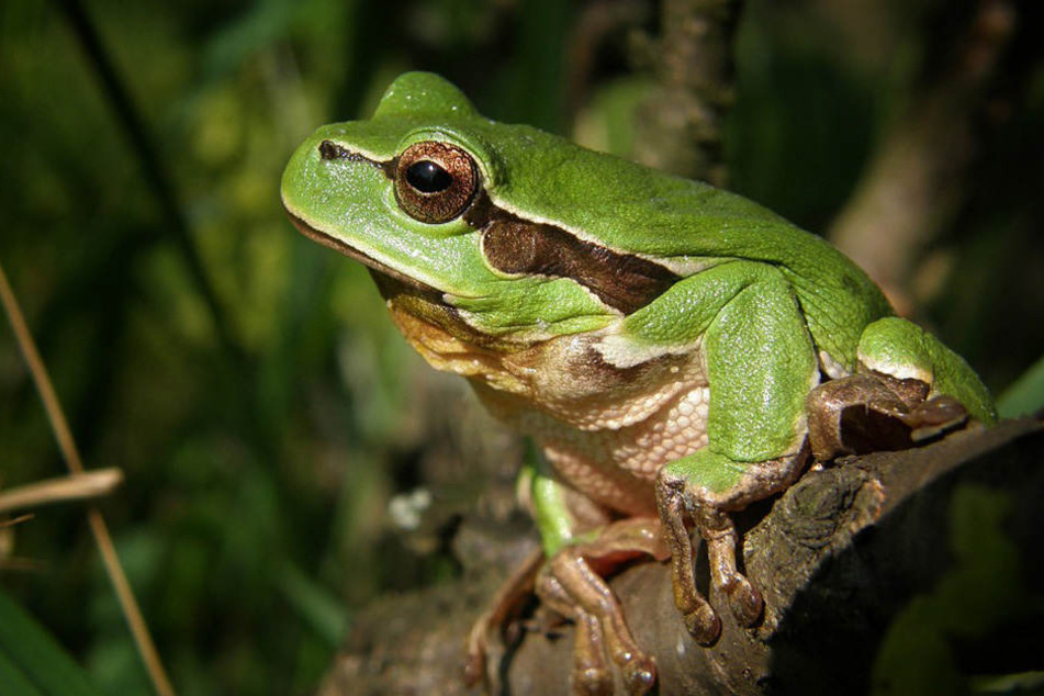 Auch der heimische Laubfrosch freut sich über saubere Gewässer.