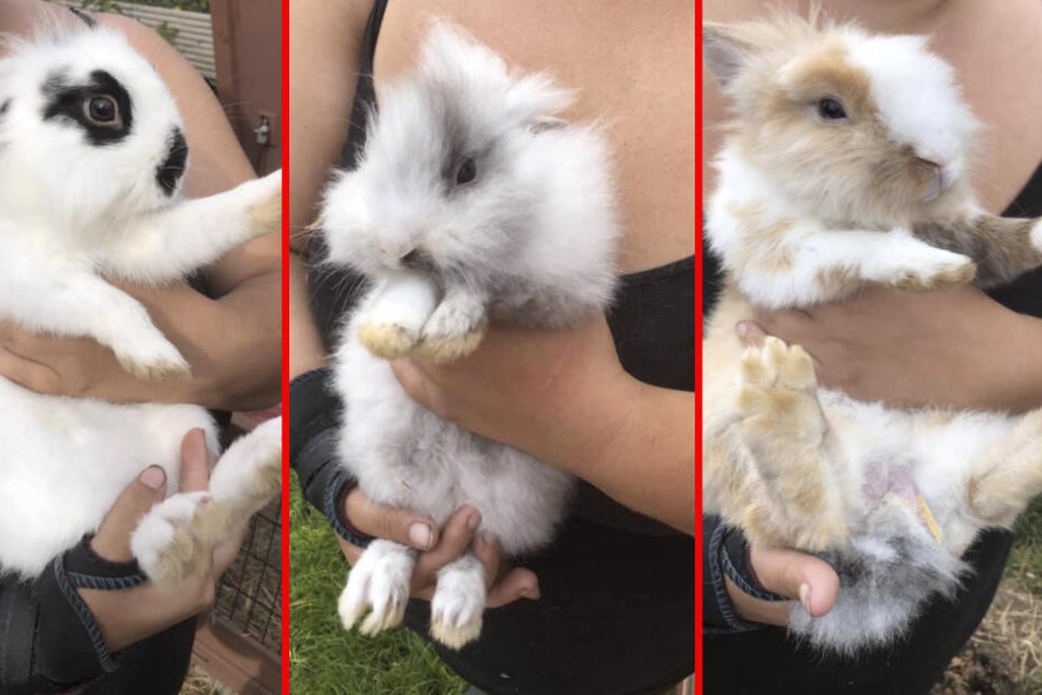 Einigen der Tiere fehlten die Öhrchen.