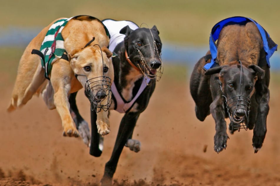 Windhunde (engl. Greyhounds) rasen eine Rennbahn entlang. Um bessere Ergebnisse zu erzählen, werden sie häufig von ihren Besitzern gedopt. (Symbolbild)