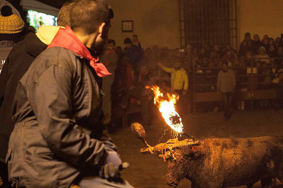 Was für ein grausiges Ritual - das "Toro Júbilo".