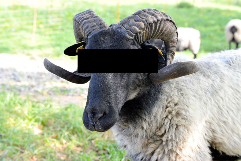 Ein Schafbock büxte am Sonntag aus und verletzte drei Menschen.