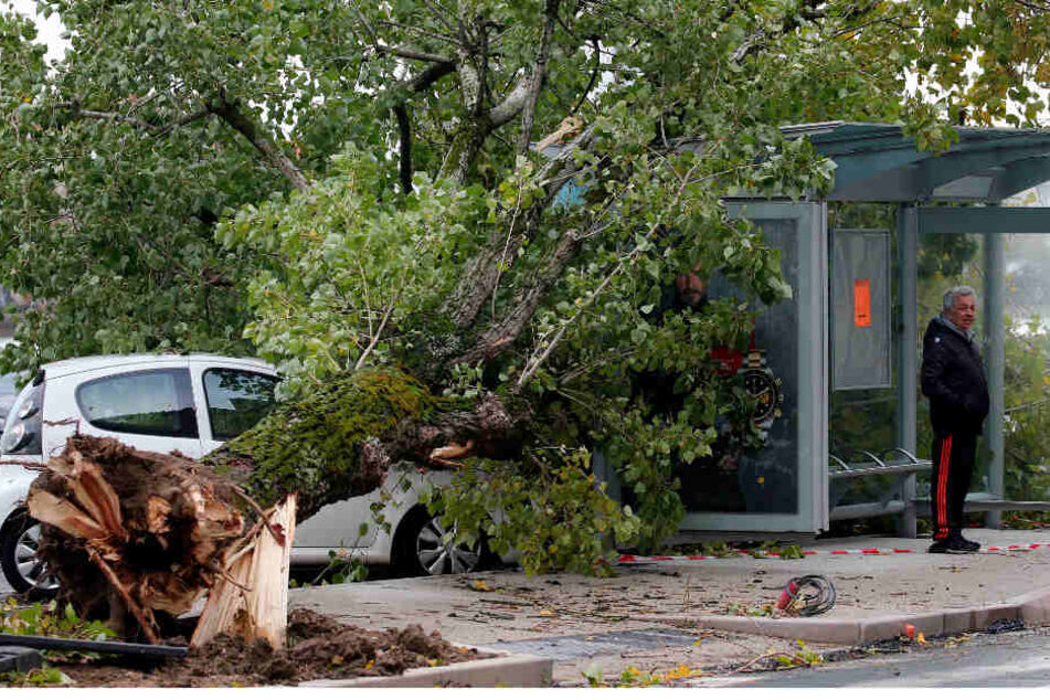 Ein Baum ist bei stürmischem Wetter auf ein Bus-Wartehäuschen gestürzt.