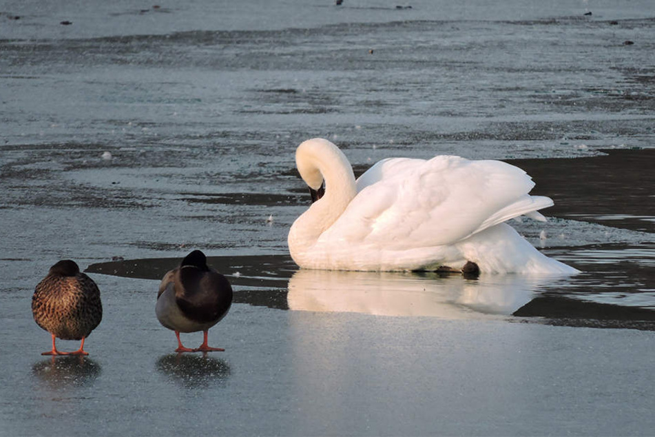 Mittlerweile kann Schwan "Roland" wieder fliegen. Sein verletztes Bein bereitet den Helfern aber weiterhin Sorge.