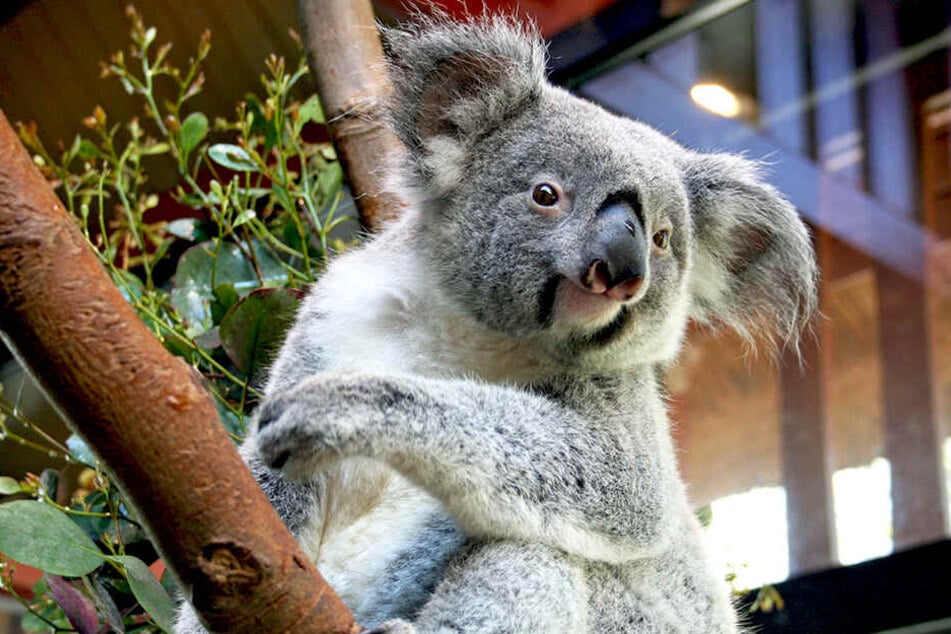 Das Koala-Weibchen Sydney zieht schon bald im Dresdner Zoo ein.