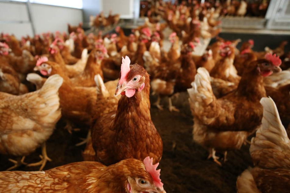 Nach dem Ausbruch der Vogelgrippe in einer Hobbyzucht im Kreis Greiz starten Amtstierärzte an diesem Freitag eine großangelegte Kontrolle.