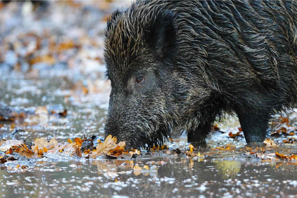 Der Großteil des Wildfleisches aus Hessen stammt von Rehen und Wildschweinen (Archivbild).