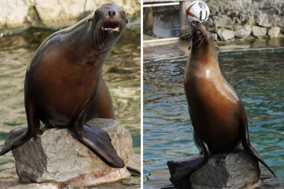 Leider hat "Astrid" nur den Unentschieden-Ball aus dem Becken gefischt.