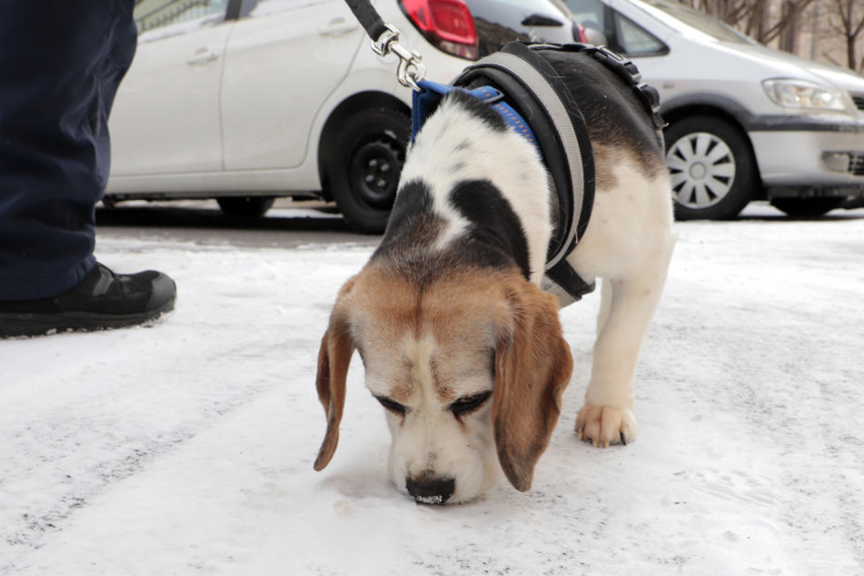 Ein Spürhund suchte bereits am Sonntag im Bereich der Georg-Weerth-Schule in der Uhlandstraße, Fürstenstraße.