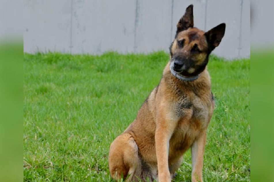 Der belgische Schäferhund Tomi (†8) hatte bei einer erfahrenen Hundehalterin ein neues Zuhause gefunden und starb dort am Montag auf tragische Art und Weise.