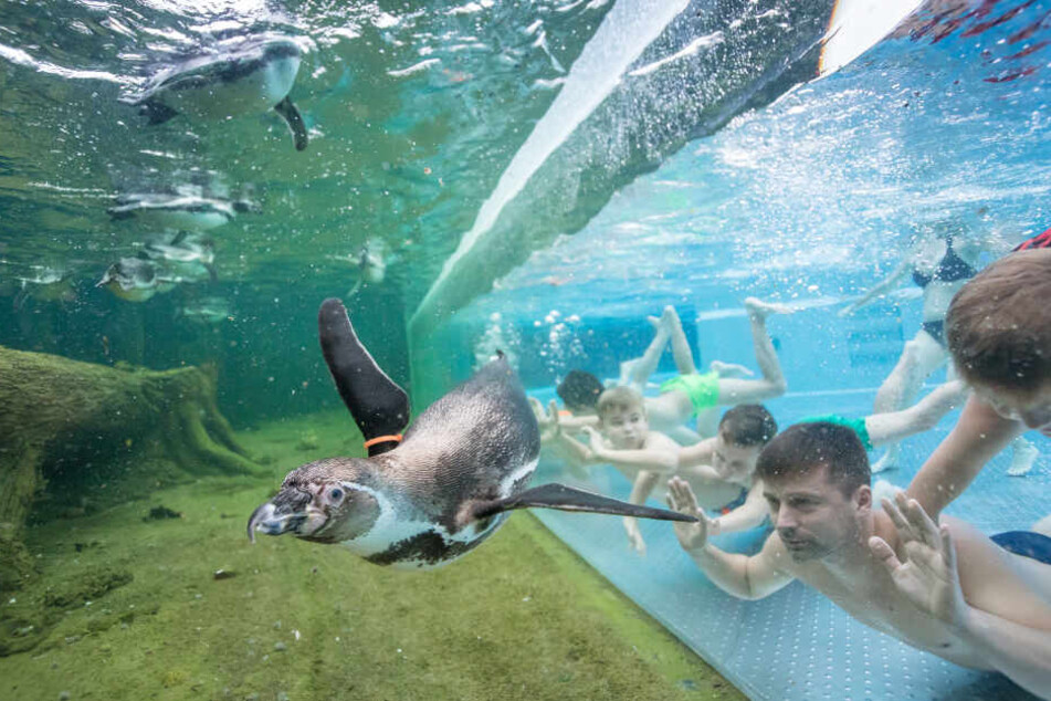 In den Spreewelten könnt Ihr mit Piguinen schwimmen.