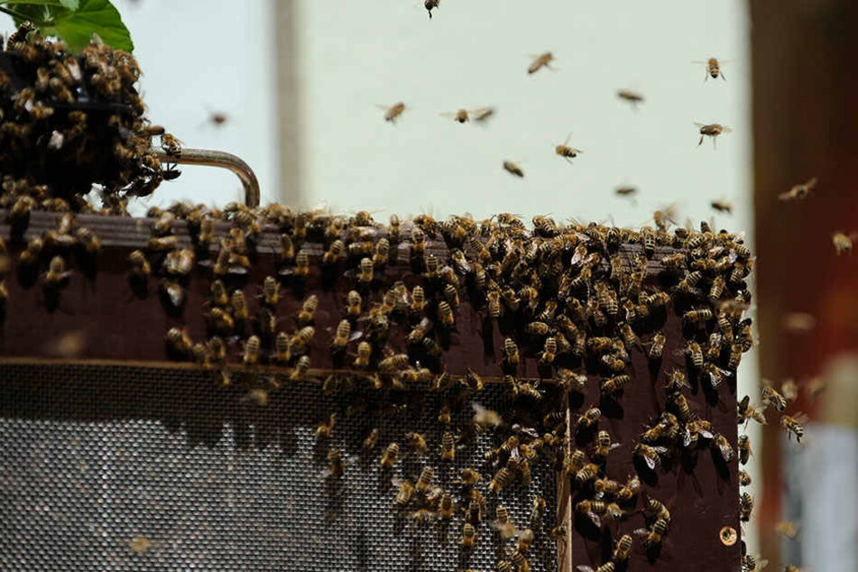 Auch einige Bienenarten gelten in Deutschland als vom Aussterben bedroht.