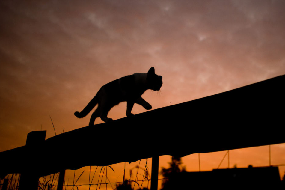 Wie grausam Menschen sein können: Kater Simba wurde wohl kaltblütig der Kopf abgetrennt. (Symbolbild)