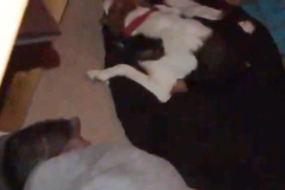 Jack Graham hielt fest, wie sein Vater bei Sophie schlief.