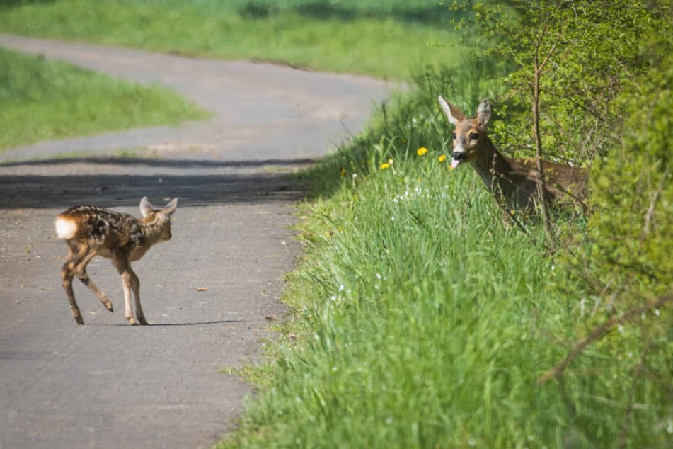 Ein Reh (r) wartet auf sein Kitz