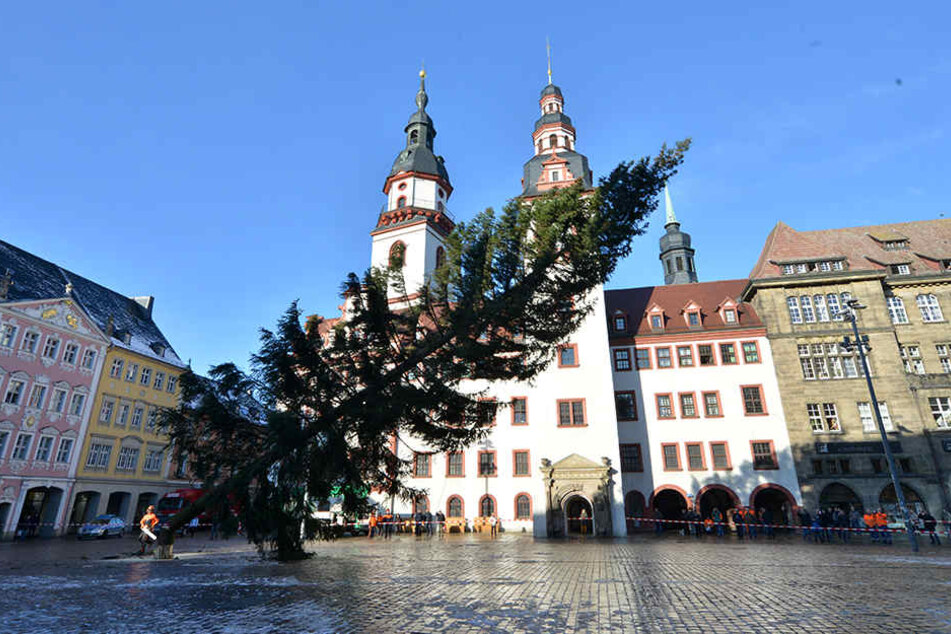 Punkt 13.00 Uhr wird der Weihnachtsbaum auf dem Chemnitzer Markt gefällt.