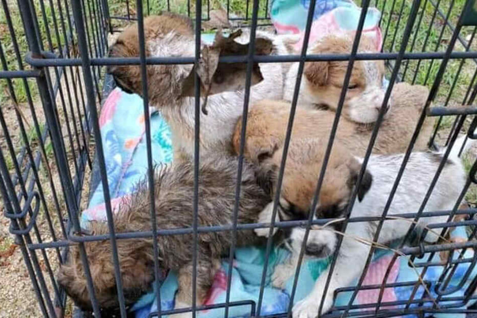 Im Inneren kämpften fünf kleine Welpen ums Überleben.