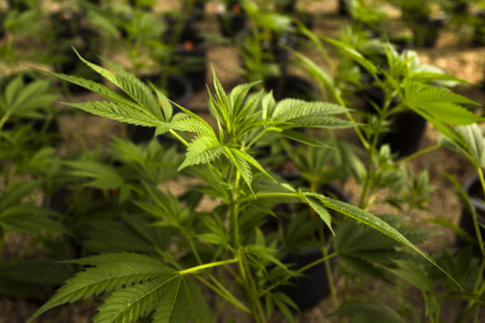 Die Polizei fand in der Wohnung Marihuana.