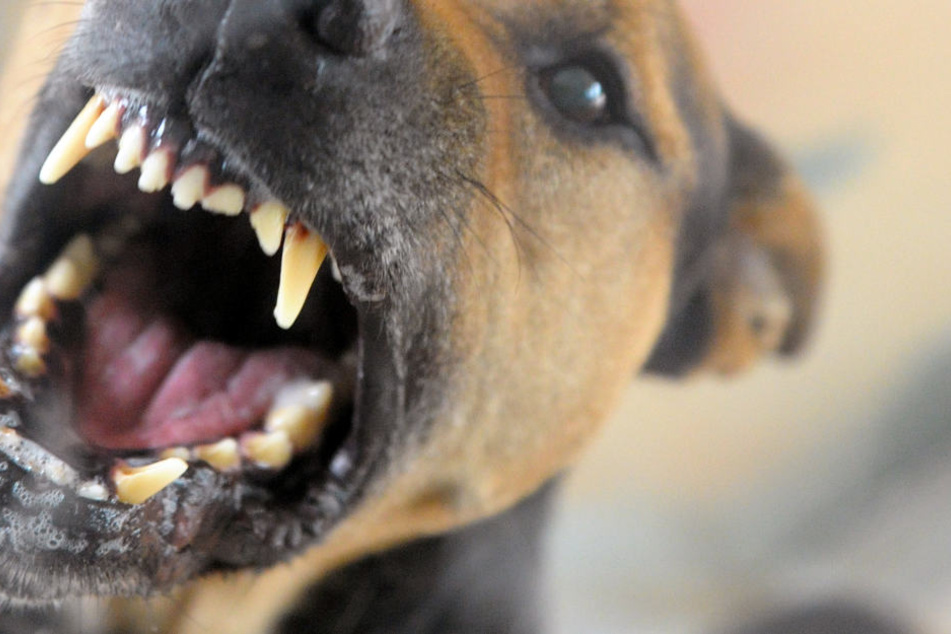 Der Hund wurde zunächst in einem Tierheim untergebracht. (Symbolbild)