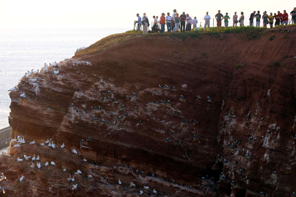 Nordseeurlauber und Vogelkundler beobachten Vögel auf dem Lummenfelsen der Hochseeinsel Helgoland (Kreis Pinneberg). Dort stürzen sich die drei Wochen alten Küken der Trottellumme von dem bis zu 40 Meter hohen Vogelfelsen in die Nordsee.