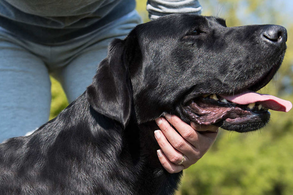 Eine Frau hat sich an ihrem Labrador vergangen. (Symbolbild)