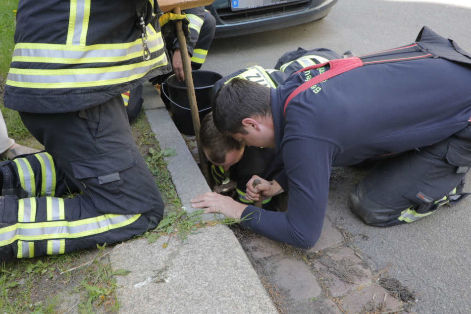 Feuerwehrleute holten die kleinen Tierchen aus dem Gully.
